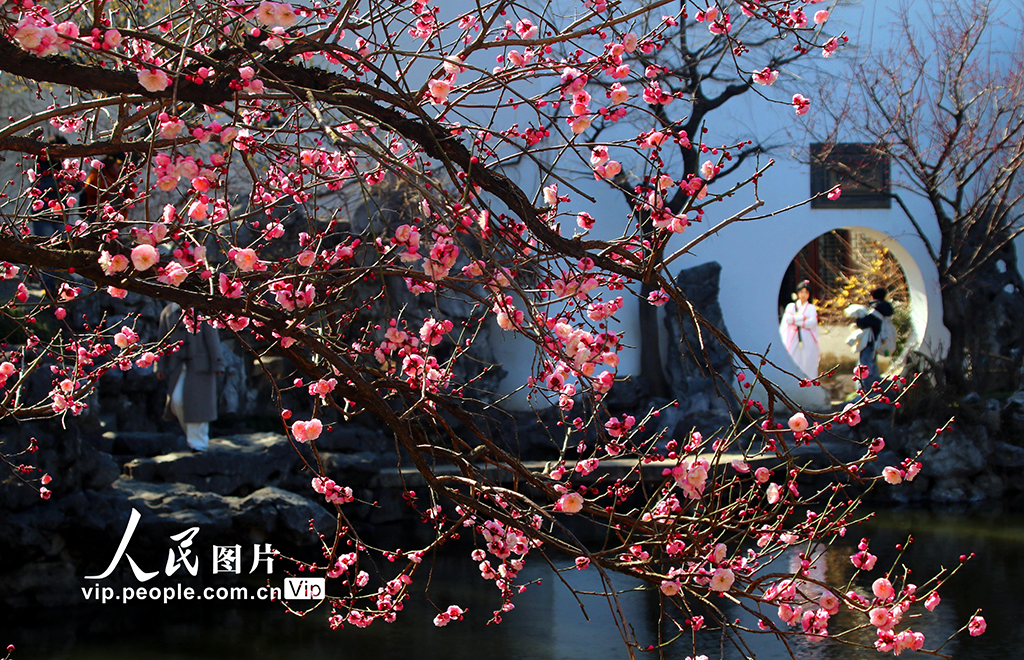 江蘇蘇州:藝圃梅花競相綻放【2】