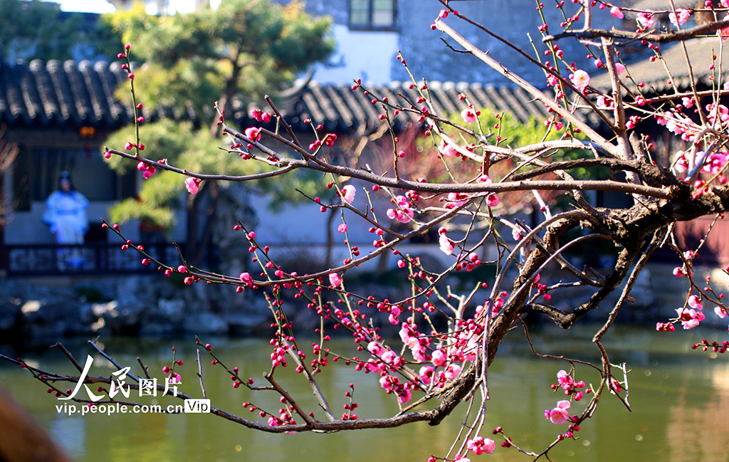 江蘇蘇州:藝圃梅花競相綻放【4】
