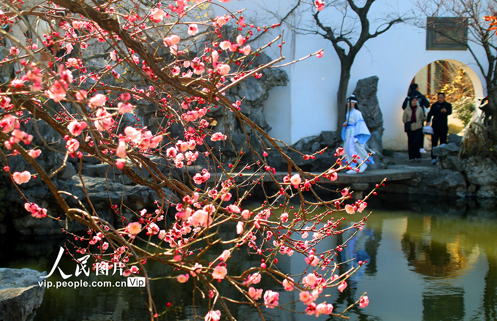 江蘇蘇州:藝圃梅花競相綻放【5】