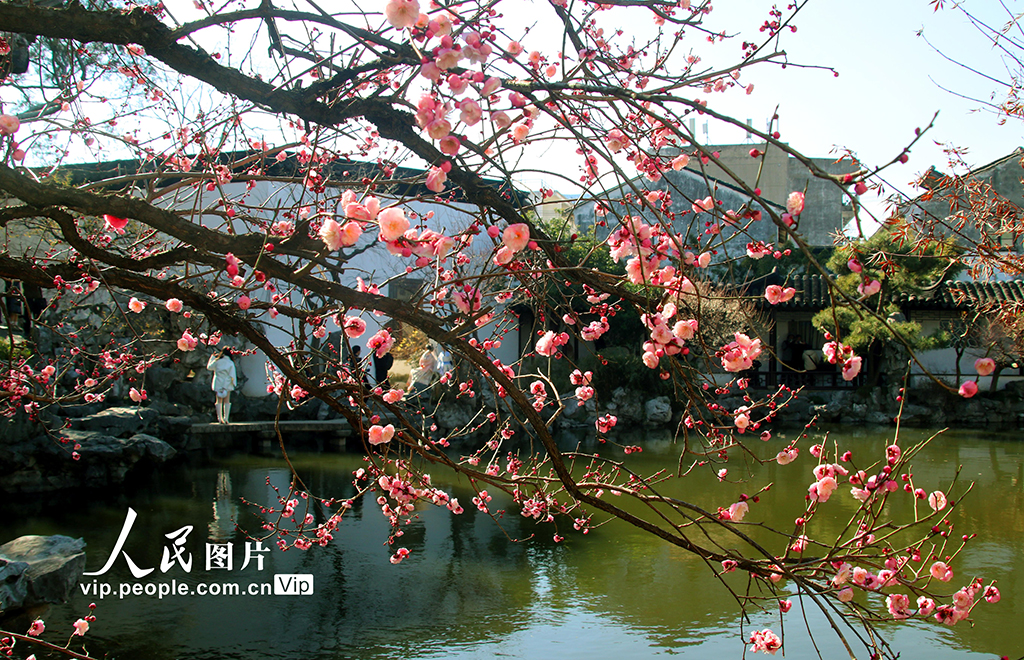 江蘇蘇州:藝圃梅花競相綻放【6】