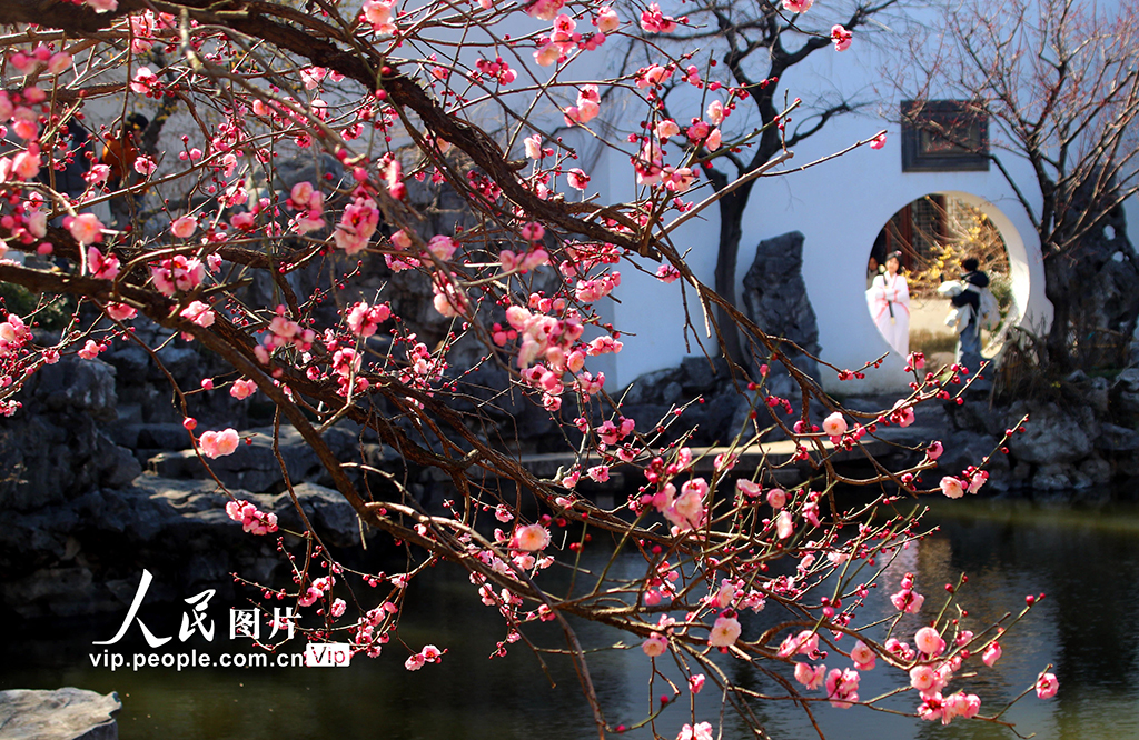 江蘇蘇州:藝圃梅花競相綻放【7】