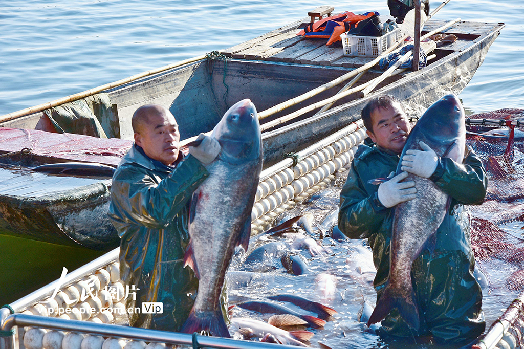 江蘇如皋：龍游湖冬捕迎新春【3】