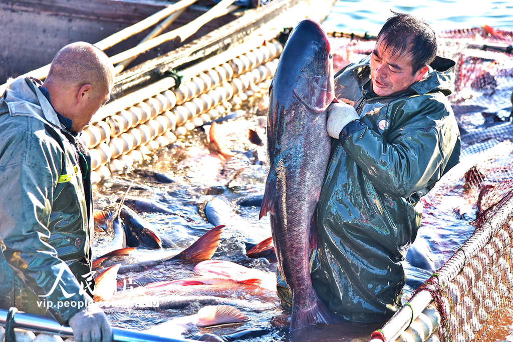 江蘇如皋：龍游湖冬捕迎新春【4】