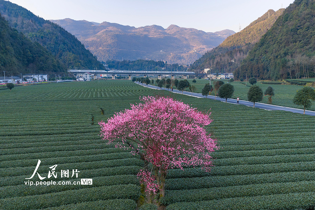 2026年2月11日，湖北恩施白果乡长鹰坝村，茶园中梅花绽放，为早春增添了一抹绚烂色彩。杜维摄（人民图片网）