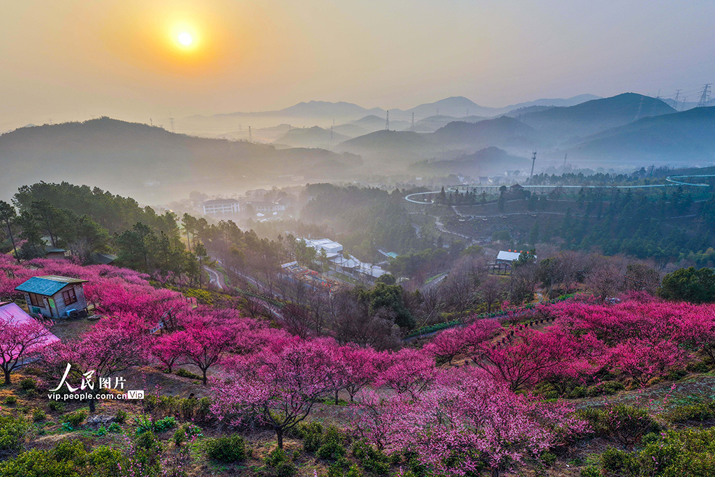2026年2月11日,浙江长兴县和平镇城山村,漫山梅花盛开,与远山、村落相映,景致如画。方金华摄(人民图片网)