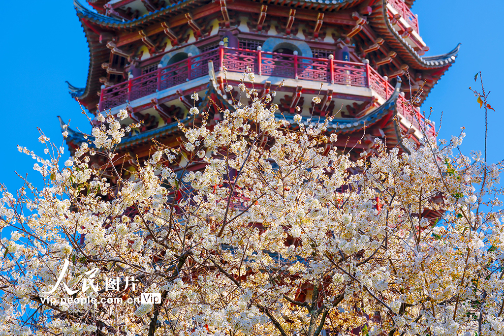 2026年2月10日,昆明盘龙区昙华寺公园内,素有“云南第一塔”之称的瑞应塔下,早樱如雪,簇簇探出枝头热烈绽放。周毓焱摄(人民图片网)