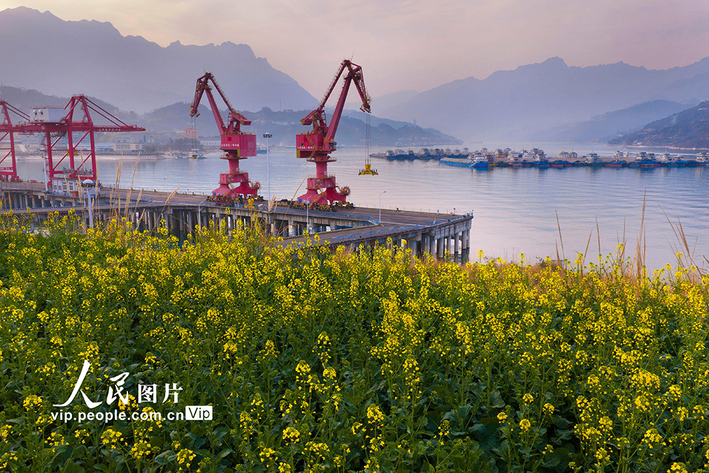 2026年2月10日,湖北宜昌秭归港集装箱码头旁,油菜花盛开。郑坤摄(人民图片网)