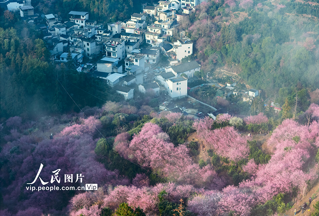 2026年2月8日,安徽黄山歙县雄村镇卖花渔村,连片盛开的梅花与粉墙黛瓦的徽派民居相映成景,绘出一幅动人的江南早春画卷,吸引游客踏春赏花。朱国平摄(人民图片网)