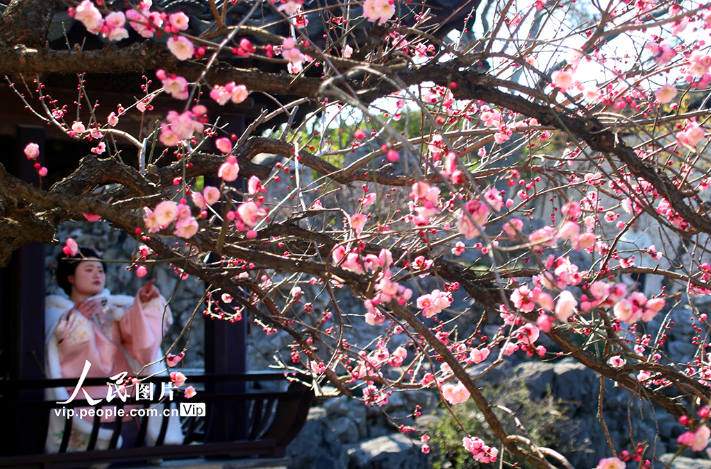2026年2月8日,江苏苏州天气晴好,古典园林艺圃内梅花盛开,吸引众多游客前来观赏,或拍照留影,或漫步其中。王建康摄(人民图片网)