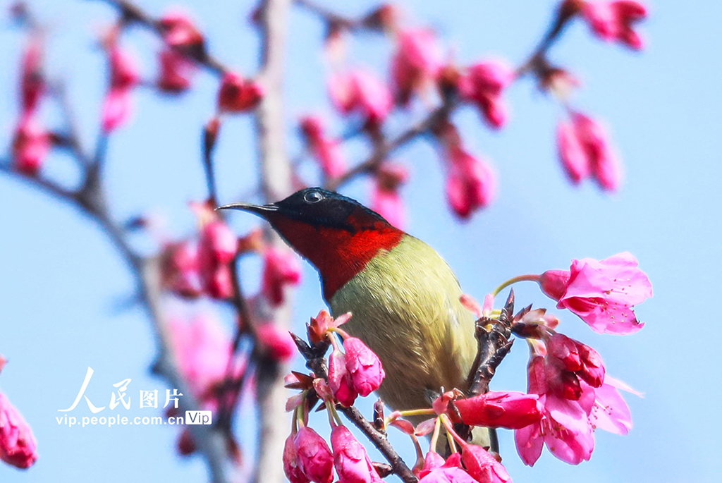 立春时节,小鸟在湖北秭归县茅坪镇望江公园的早樱枝头嬉戏。王罡摄(人民图片网)