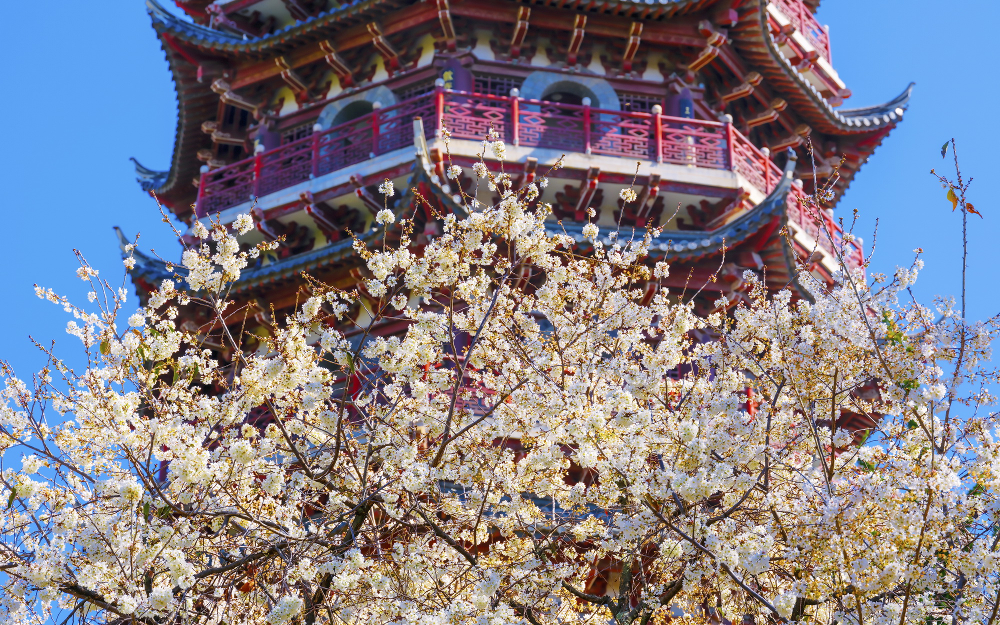 早春的KPI，花海等你来