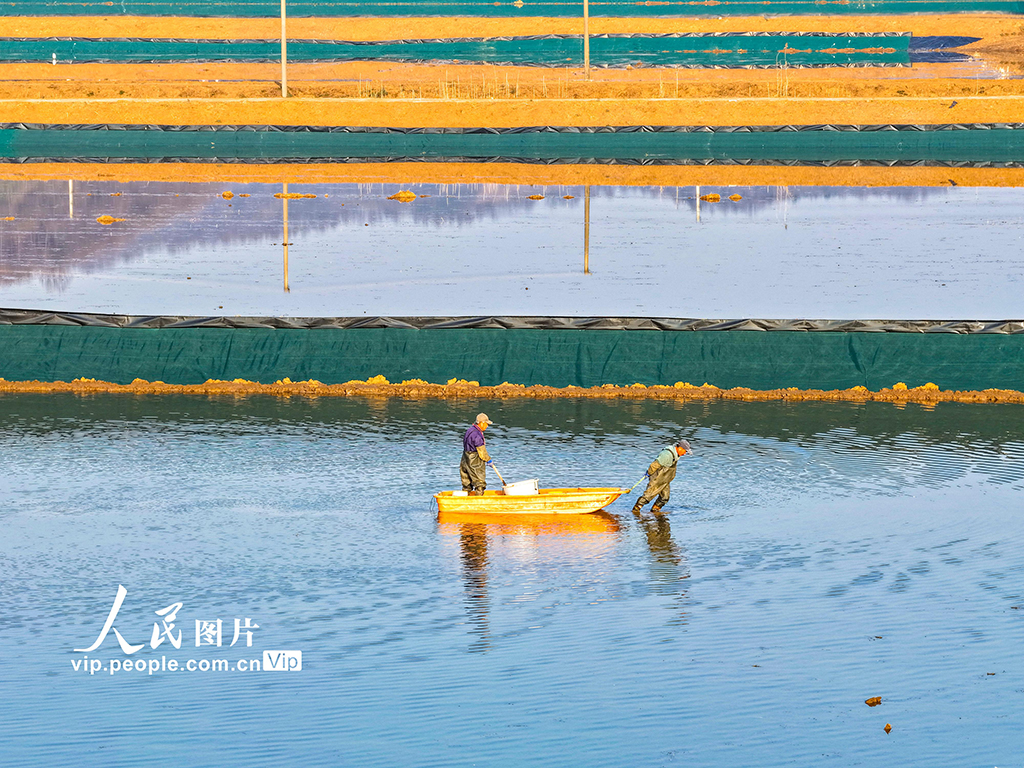 安徽蕪湖：蝦塘管護忙【3】