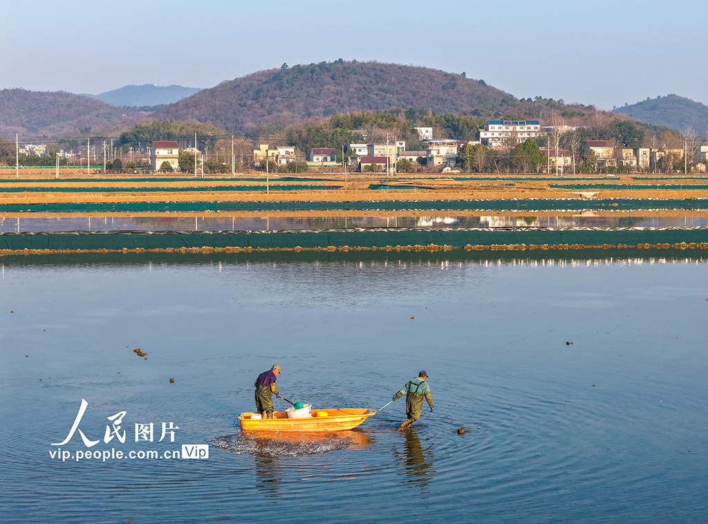 安徽芜湖：虾塘管护忙【5】