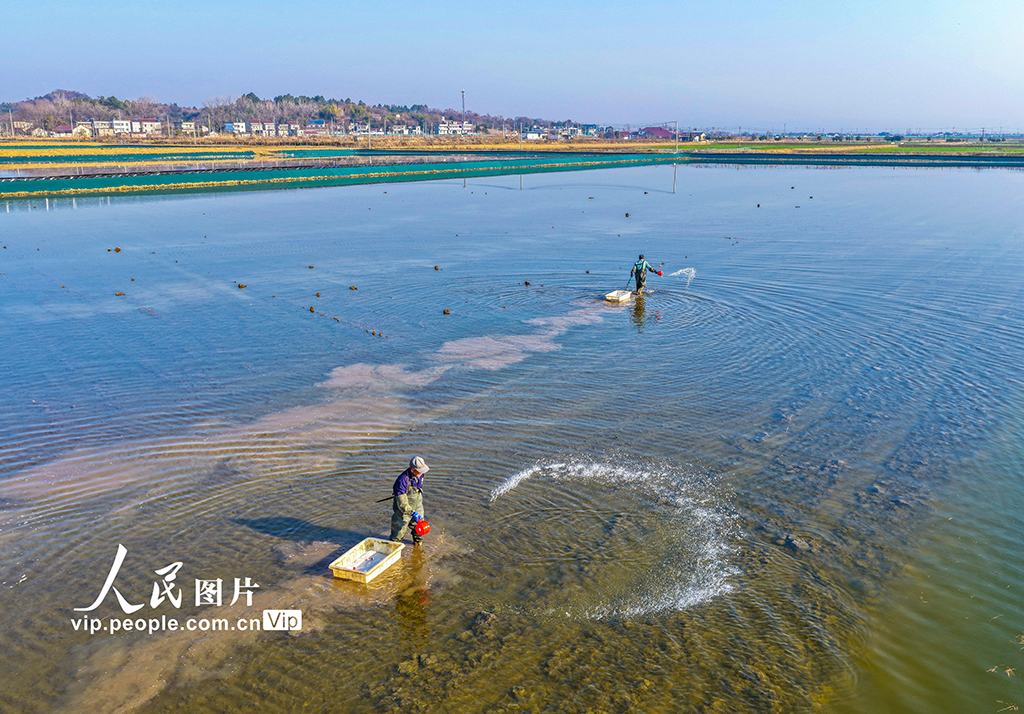 安徽芜湖：虾塘管护忙【2】