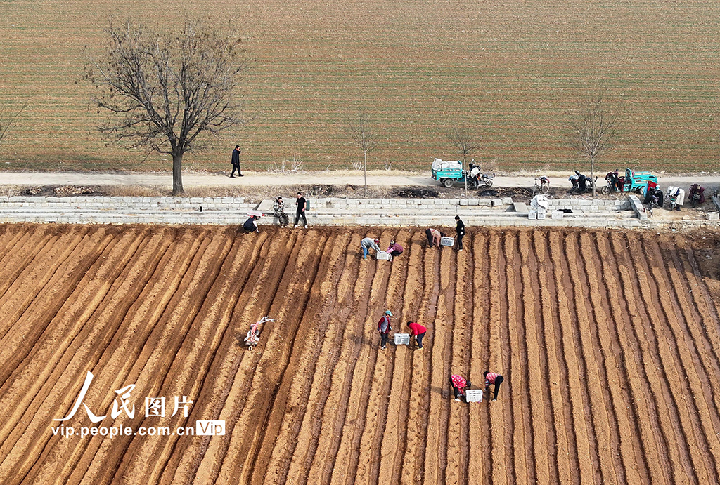 山東棗庄：人勤春來早【6】