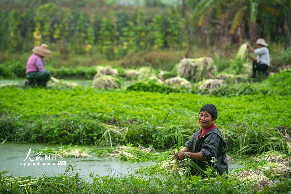 海南瓊海：採收芹菜 供應市場【2】