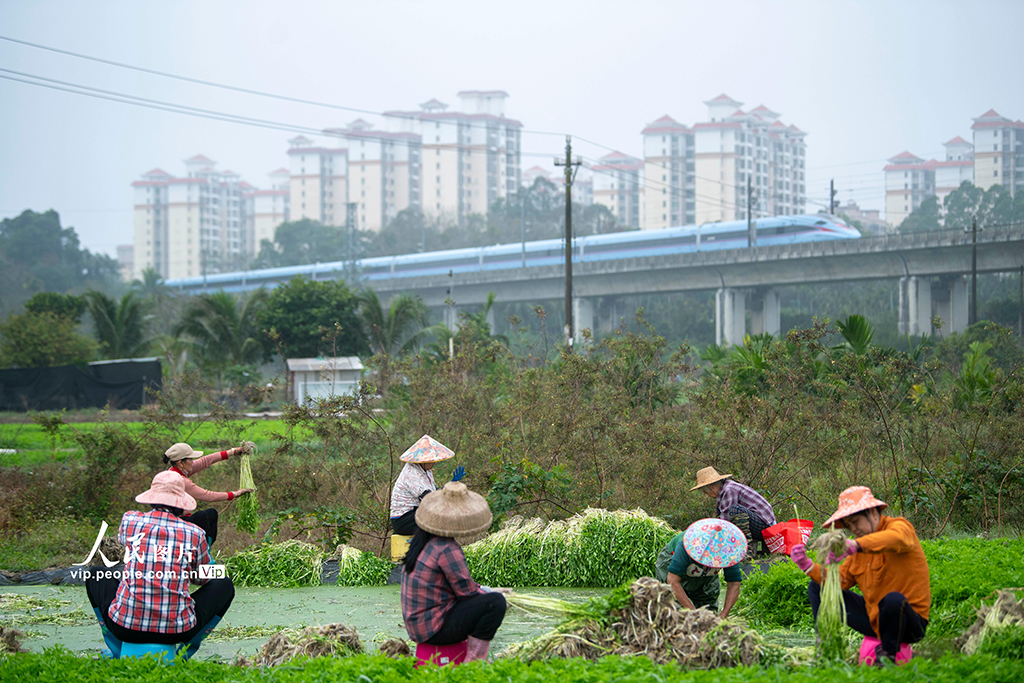 海南瓊海：採收芹菜 供應市場【5】