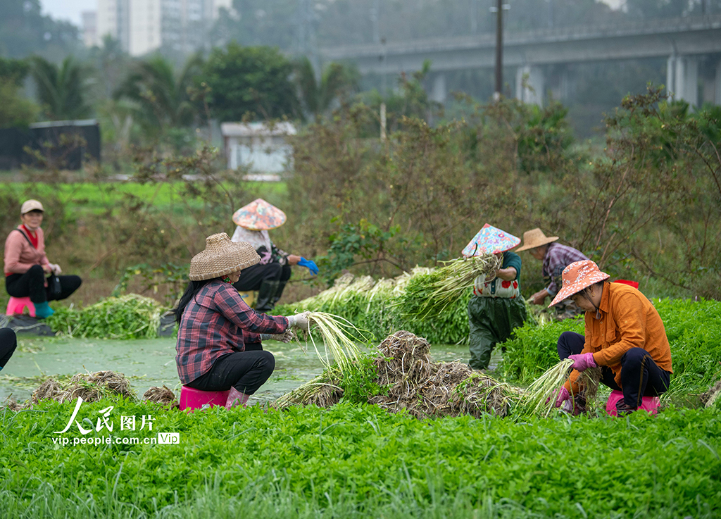 海南瓊海：採收芹菜 供應市場【3】
