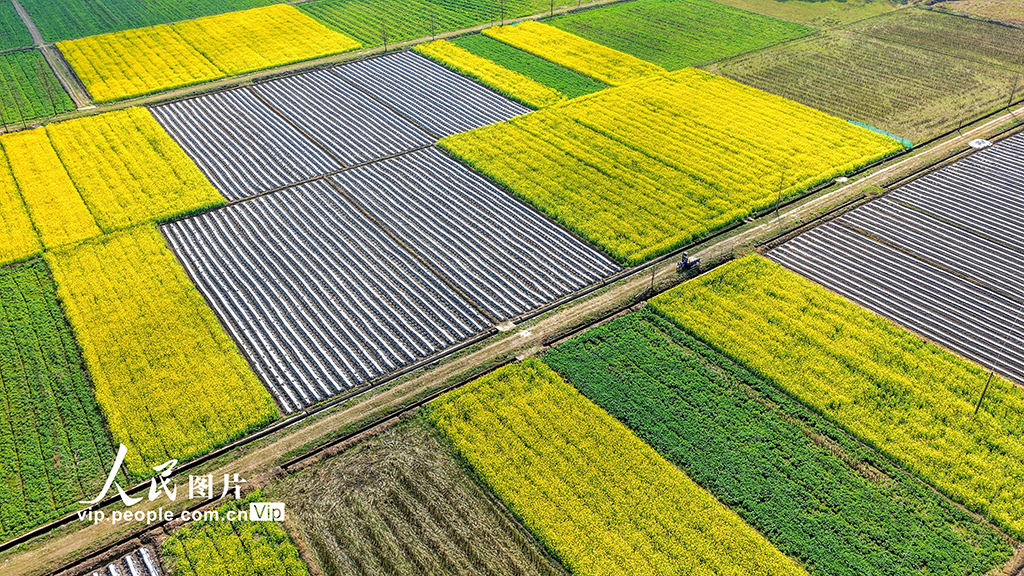 江西峡江：人勤春早农事忙【2】