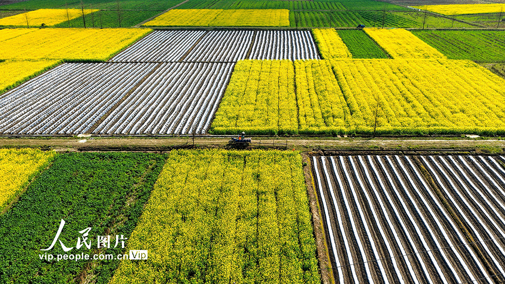 江西峡江：人勤春早农事忙