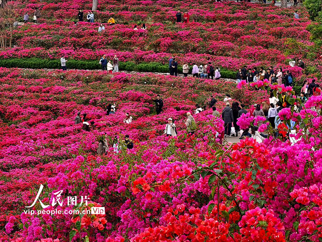 广西南宁: 赏花踏青享春光