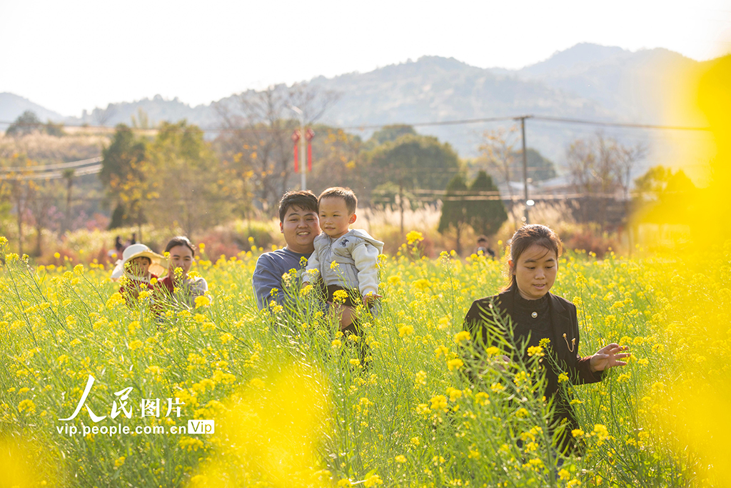 广东平远：油菜花开