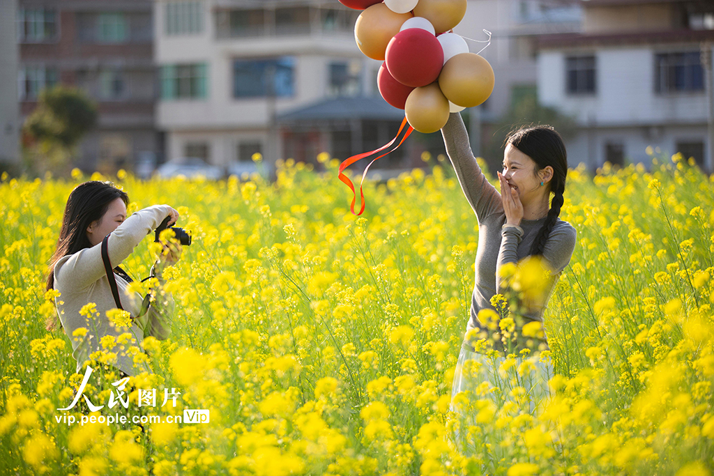 廣東平遠：油菜花開【4】