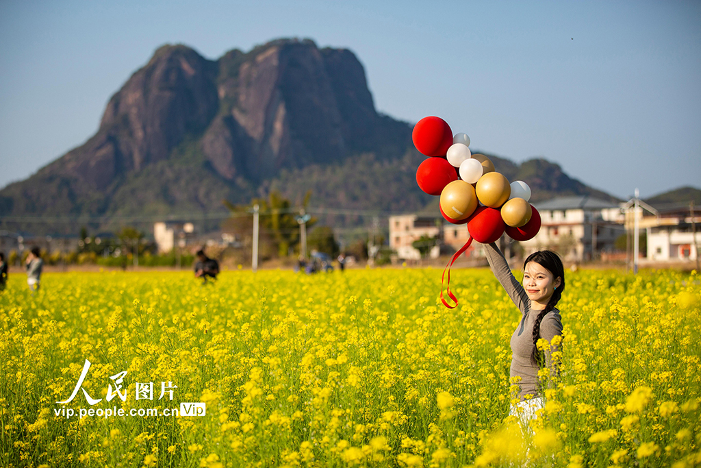 廣東平遠：油菜花開【5】