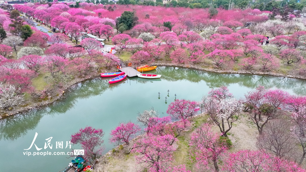 浙江湖州：龍之夢盆景園梅花進入最佳觀賞期【2】