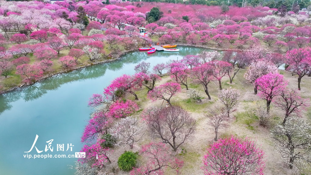 浙江湖州:龍之夢盆景園梅花進入最佳觀賞期【3】