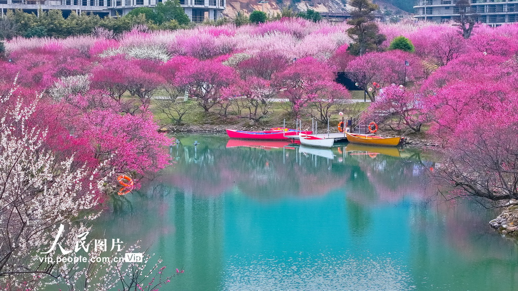 浙江湖州:龍之夢盆景園梅花進入最佳觀賞期【4】