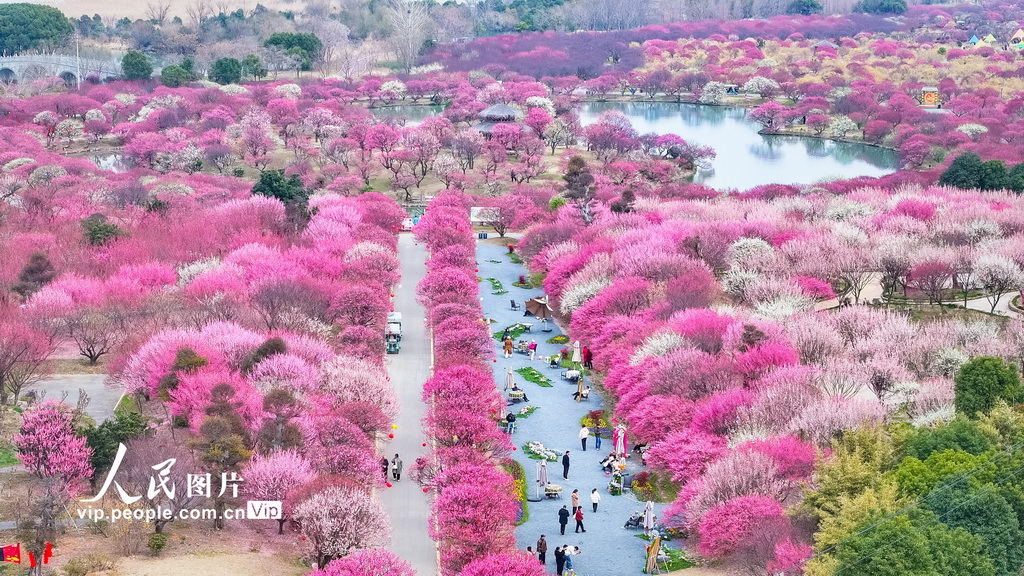 浙江湖州：龍之夢盆景園梅花進入最佳觀賞期【5】