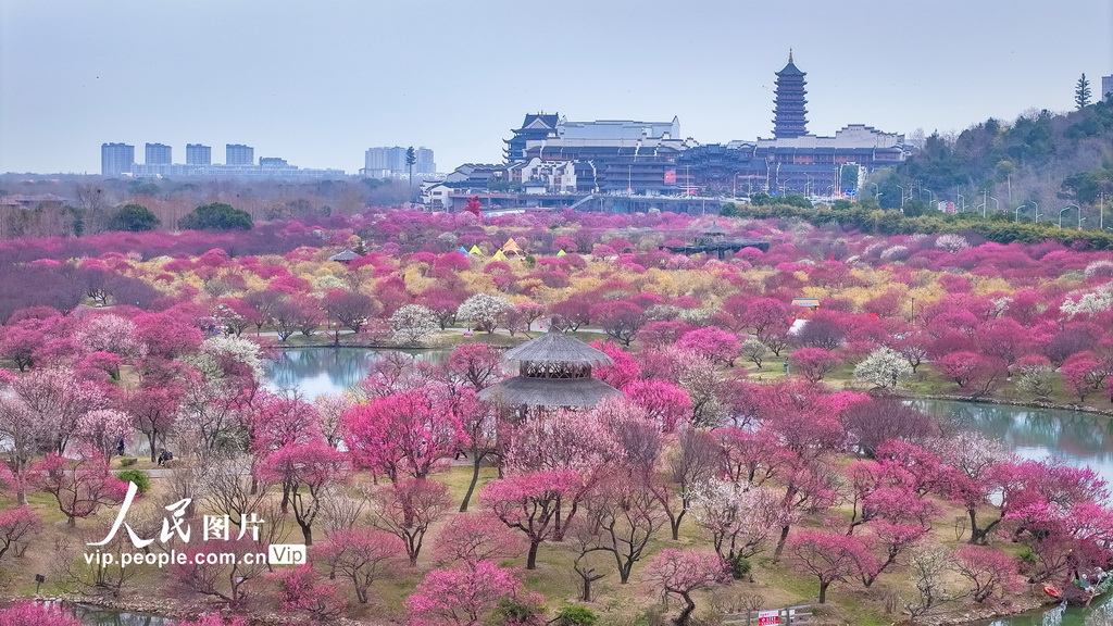 浙江湖州：龍之夢盆景園梅花進入最佳觀賞期【6】
