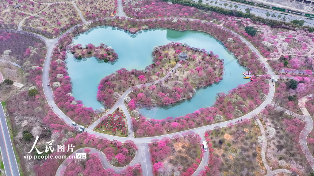 浙江湖州:龍之夢盆景園梅花進入最佳觀賞期【7】