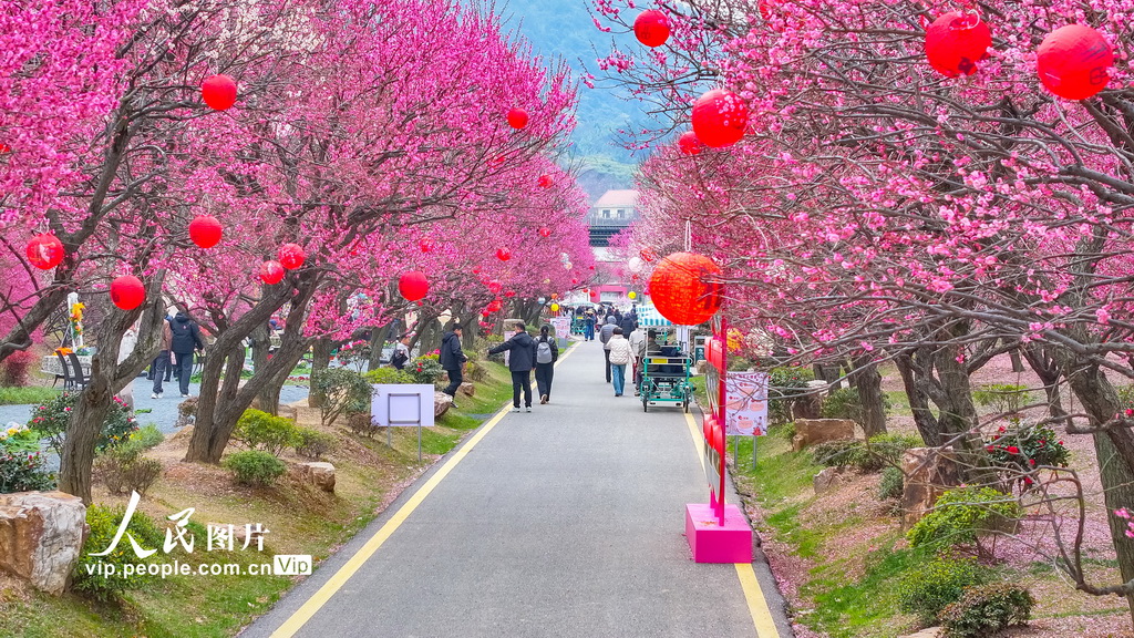 浙江湖州:龍之夢盆景園梅花進入最佳觀賞期【8】