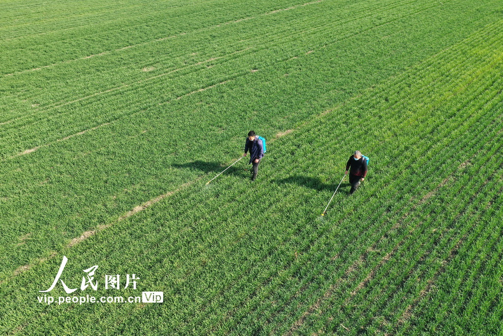 安徽利辛:小麦春管正当时