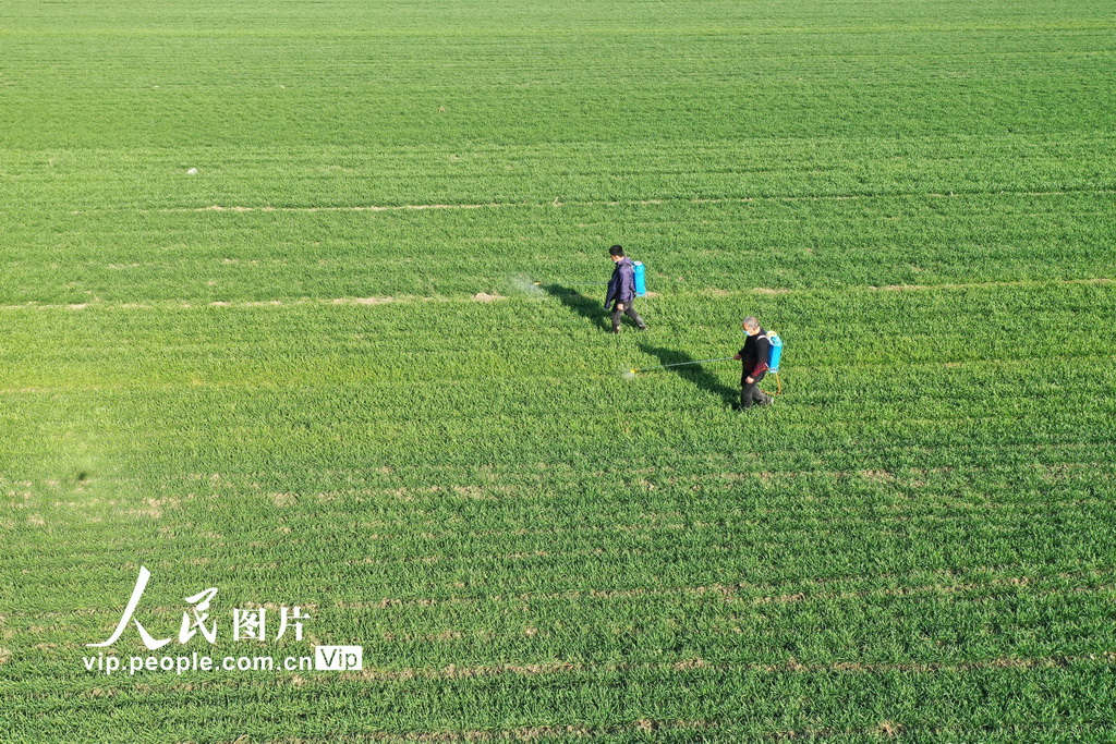 安徽利辛：小麦春管正当时【2】