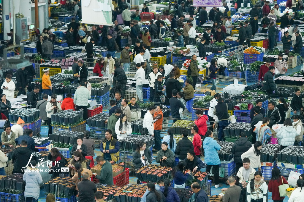 云南昆明：斗南花卉市场人气旺【2】