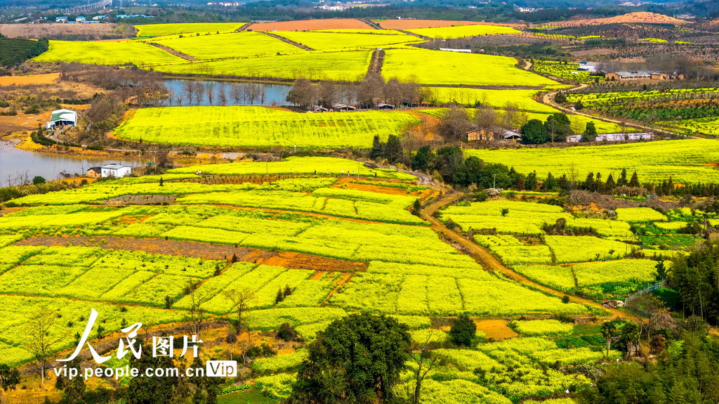 江西樟樹：踏青賞花正當時【3】
