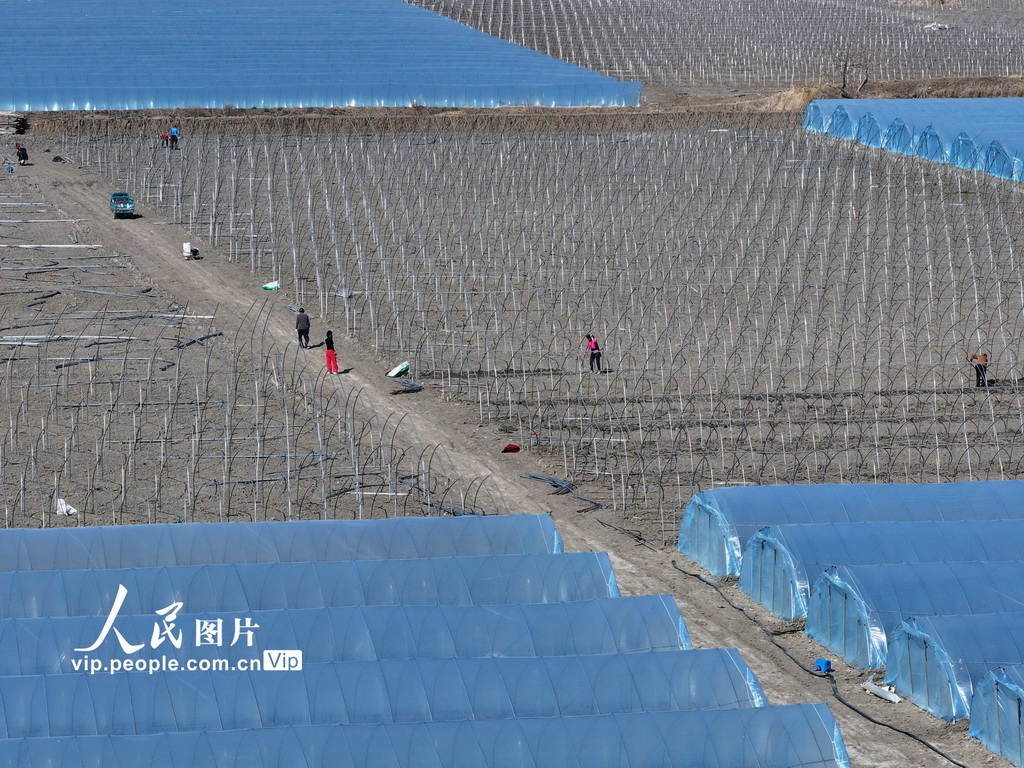 安徽蒙城：春回大地农事正忙【2】