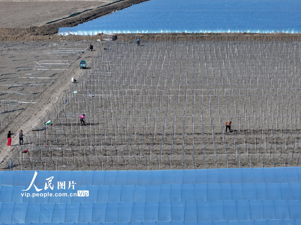 安徽蒙城：春回大地农事正忙【4】