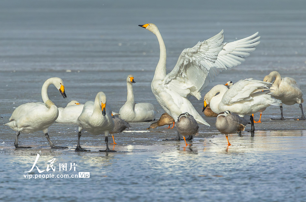 甘肃张掖：湿地鸟儿欢【2】