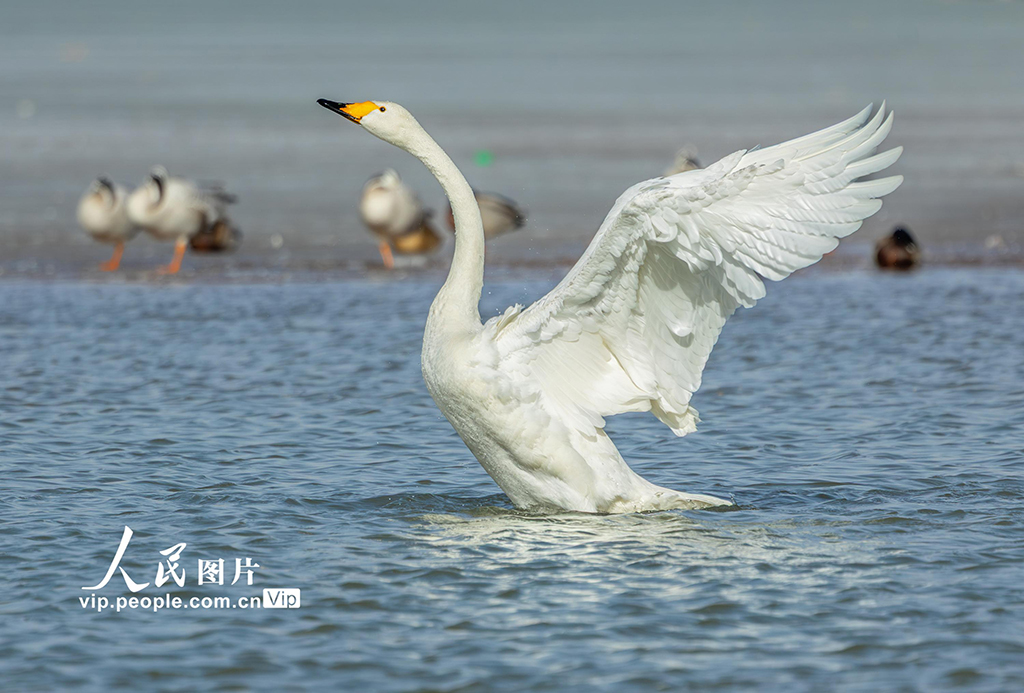 甘肃张掖：湿地鸟儿欢【5】
