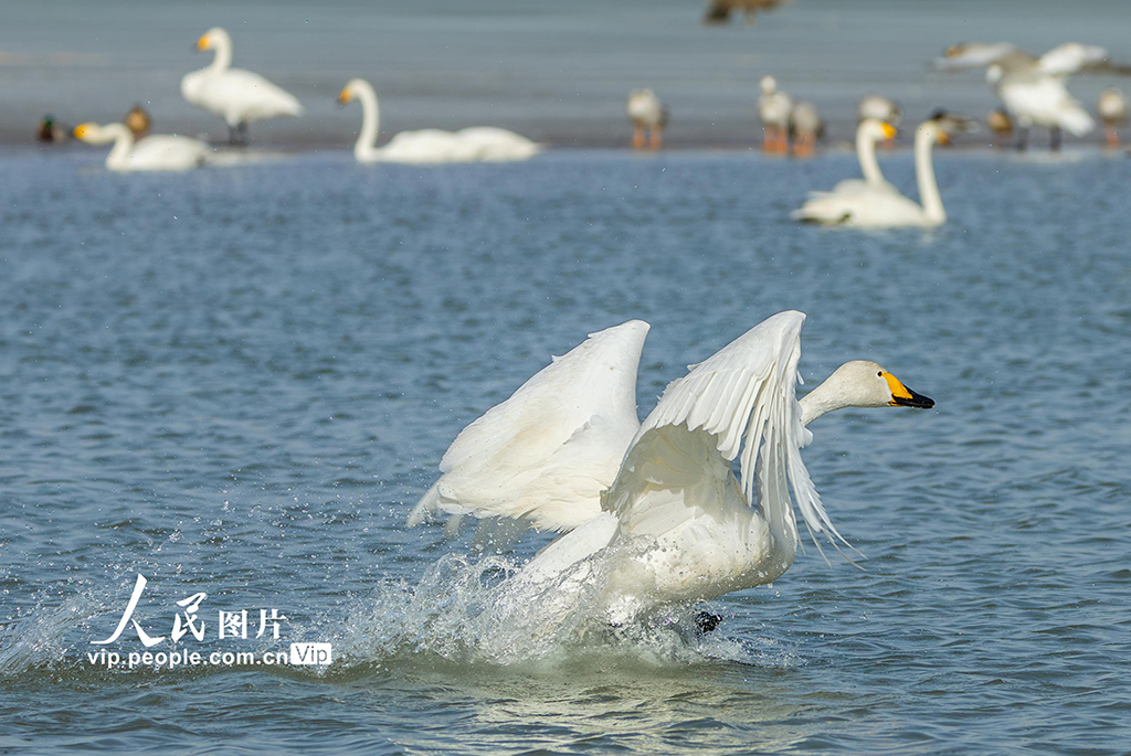 甘肃张掖：湿地鸟儿欢【6】