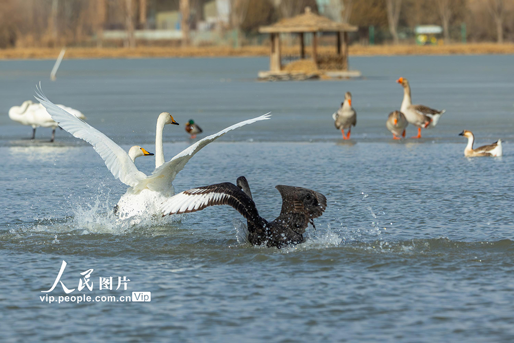 甘肃张掖：湿地鸟儿欢【8】
