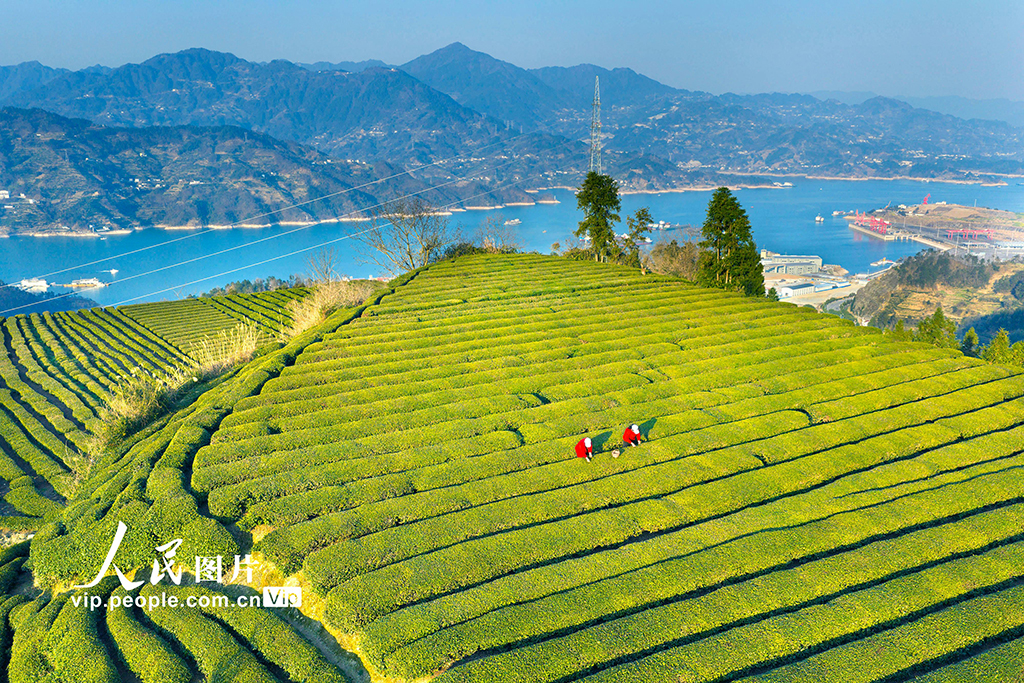 湖北秭归：三峡库区早茶香【3】