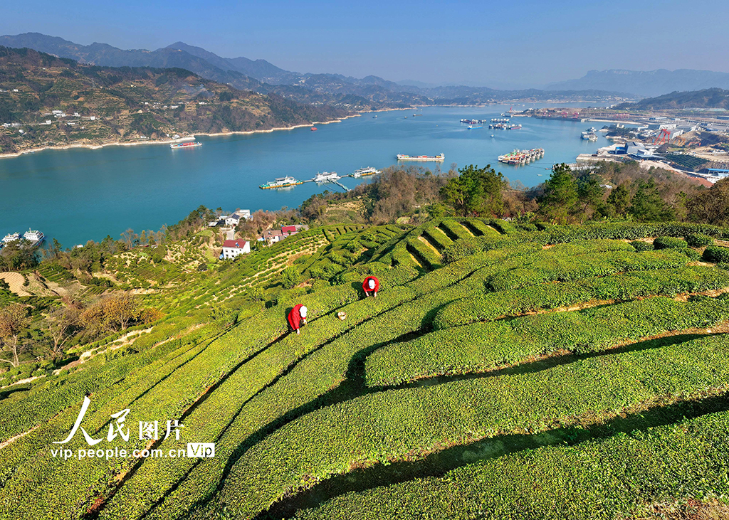 湖北秭归：三峡库区早茶香【6】