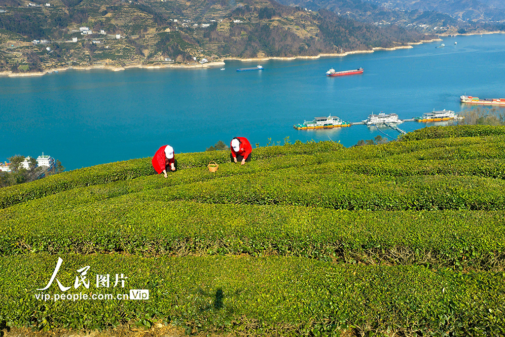 湖北秭归：三峡库区早茶香【7】