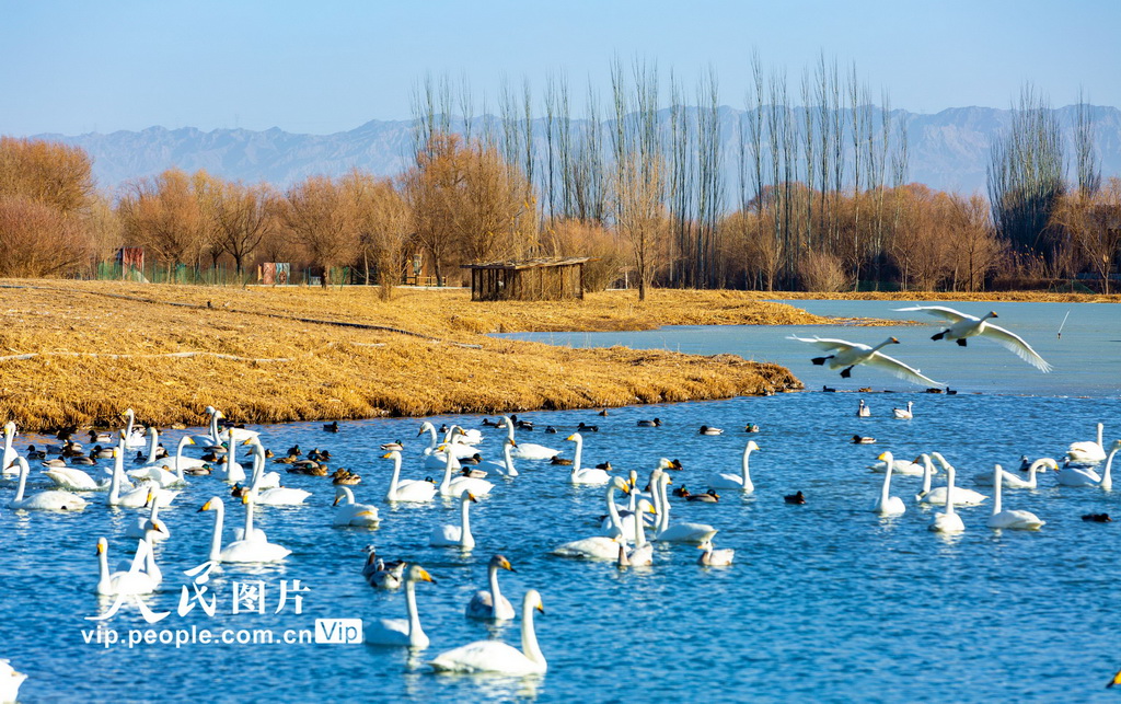 甘肃张掖:冰雪消融候鸟欢【5】