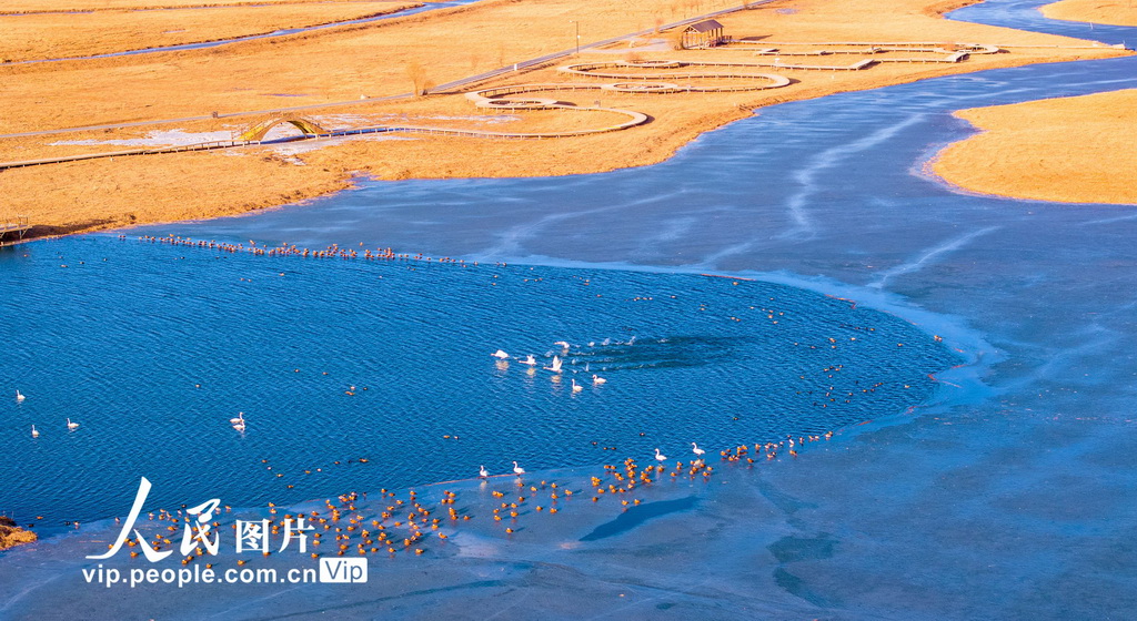 甘肃张掖:冰雪消融候鸟欢【3】